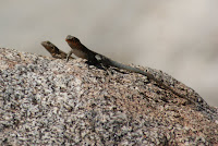 DSC01068.JPG (Desert Sands Mobile Home Park, California, United States) Photo