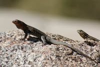 DSC01072.JPG (Desert Sands Mobile Home Park, California, United States) Photo