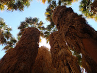 P3202079.JPG (Desert Sands Mobile Home Park, California, United States) Photo