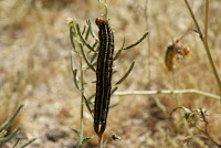 DSC01136.JPG (Desert Sands Mobile Home Park, California, United States) Photo