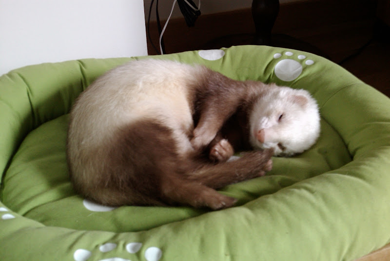 furet