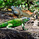 Geen Iguana (female)