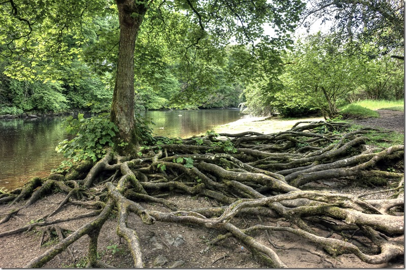 tree roots exposed on the banks of the river ure near aysgarth falls