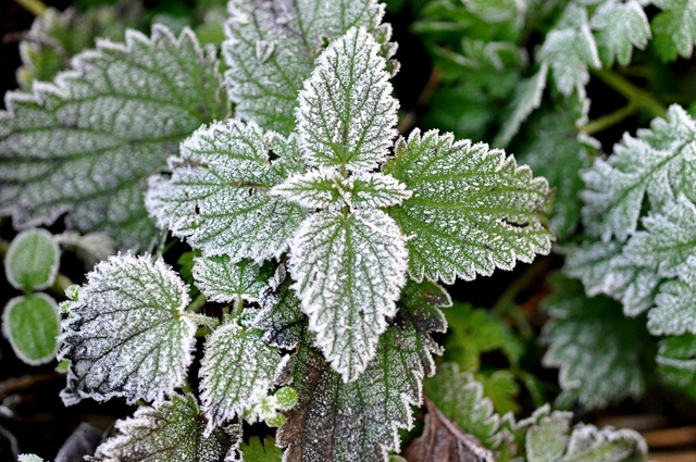 [frost covered nettle[1].jpg]