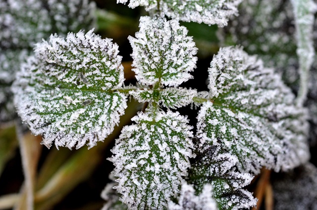 [frost covered plant[1].jpg]
