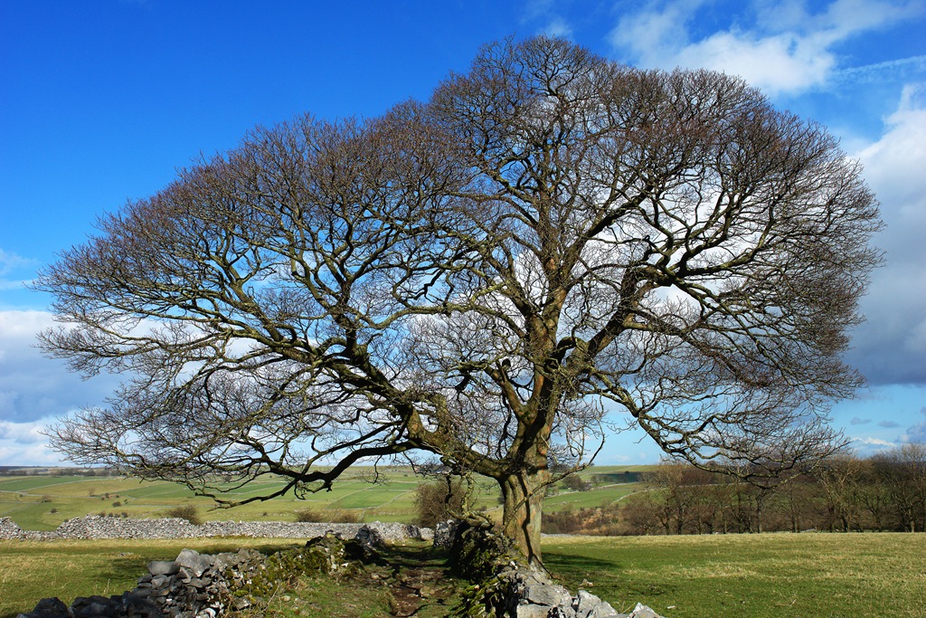 [winter tree in the peak district[5].jpg]
