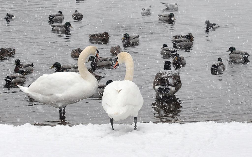 [swans in snow.jpg]