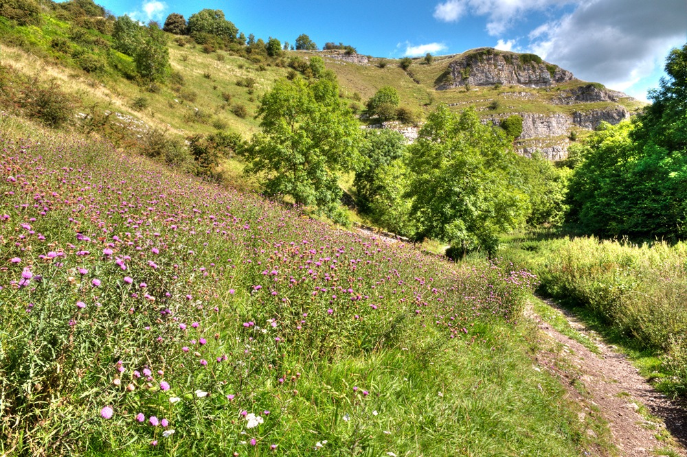 [lathkill dale thistle patch copy[9].jpg]