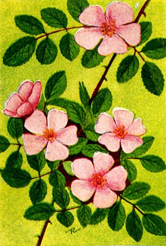 [pink-flowers-1[2].jpg]