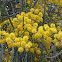 Golden Wattle