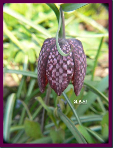 x Ballon-oder Schchbrettblume x Ballon-oder Schchbrettblume