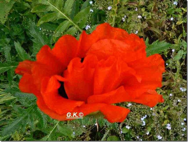 Mohn Mohn