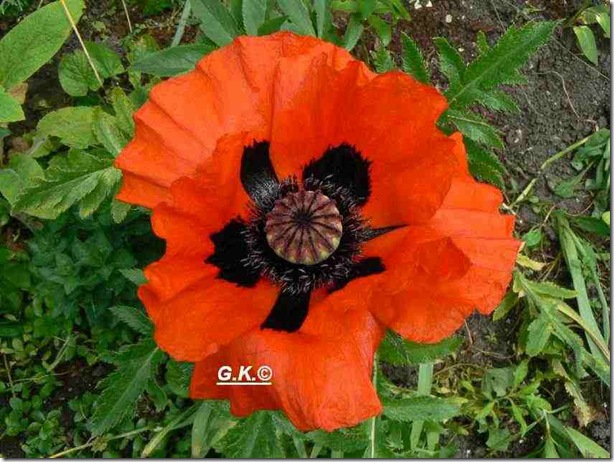 Mohn c Mohn c