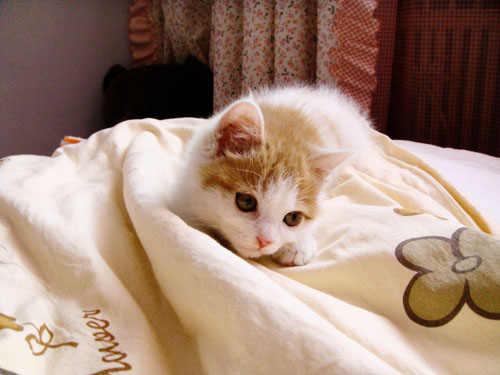 DSC00108.jpg