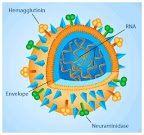มารู้จักเชื้อไวรัสไข้หวัดใหญ่ (Flu) กันเถอะ