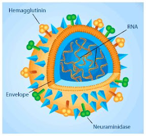 virus structure