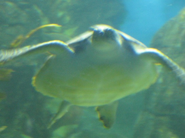 [melbournezoooct20101052.jpg]