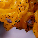 Globular Springtail