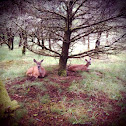 Blacktail Deer