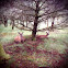 Blacktail Deer