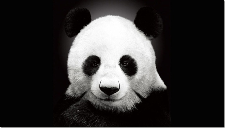 panda