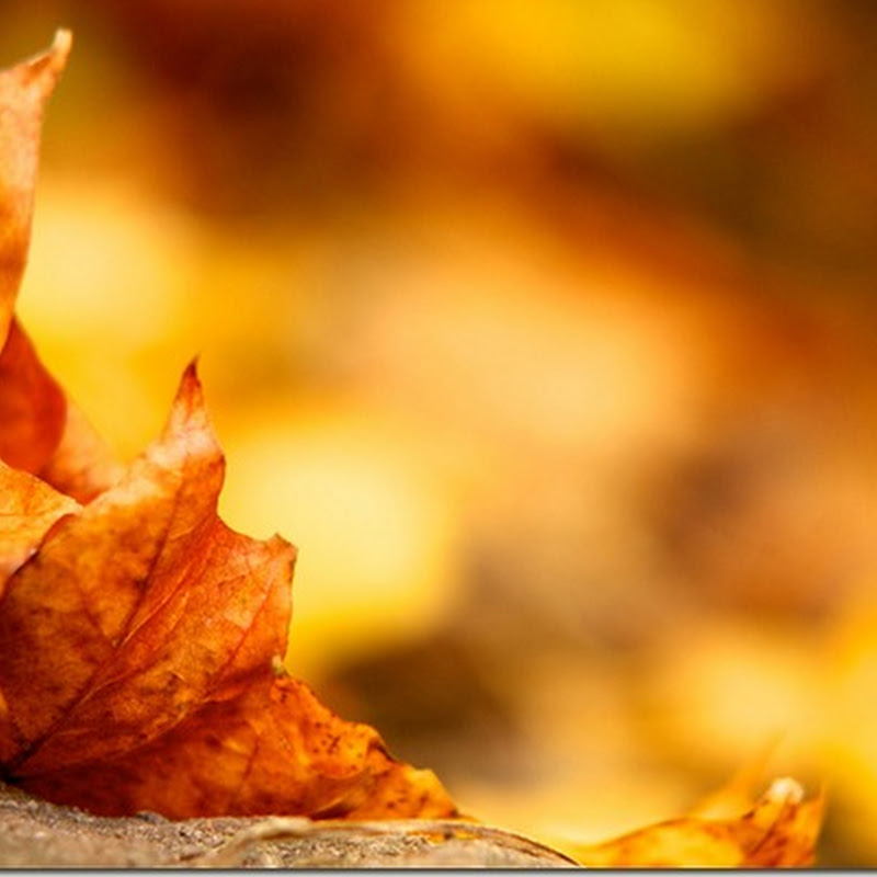 Leaf / autumn wallpaper