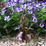 pansies and mystery bulb.jpg