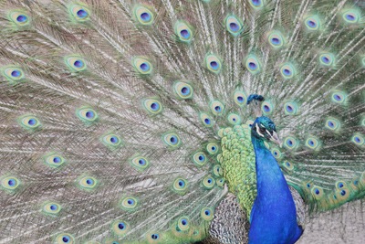[peacock[2].jpg]