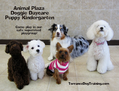 Small Dog Doggie Daycare