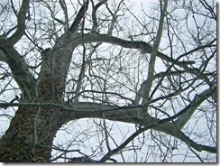 101_0095 101_0095