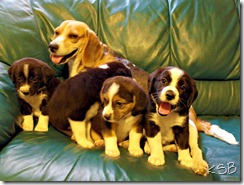 Puppy family