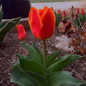 Tulip