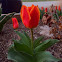 Tulip