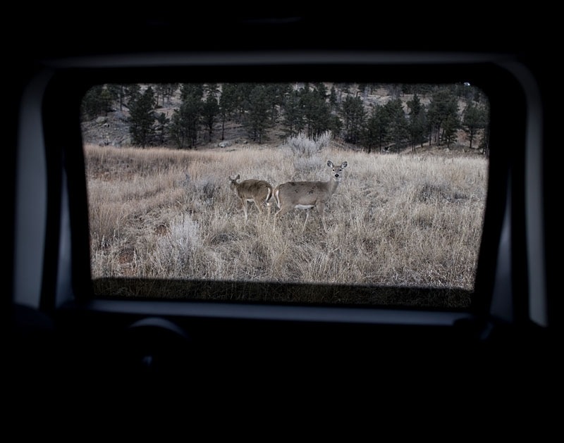 [nk_deer[3].jpg]