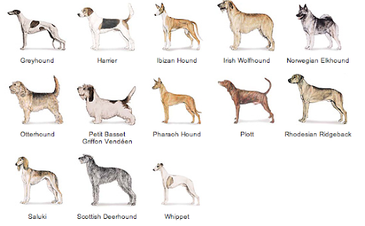 Akc+dog+breeds+chart