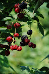 DSC_0104.JPG
