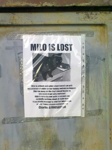 Milo is lost