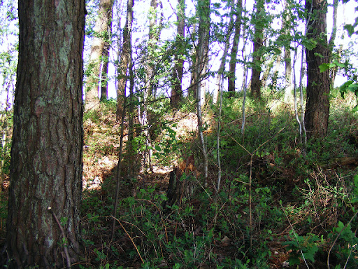 DSCF1020.94zNxyoNM3HH.jpg