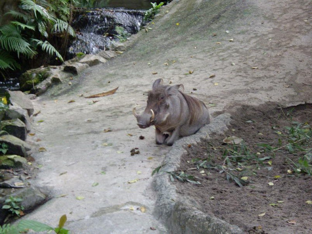Фотоотчет из Сингапурского зоопарка Траффик!