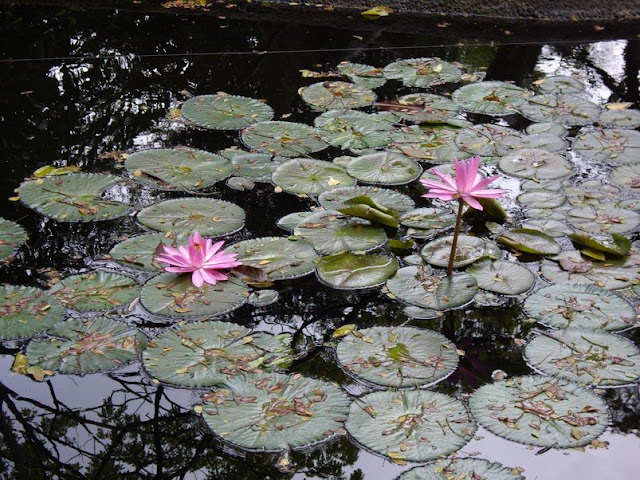 Фотоотчет из Сингапурского зоопарка Траффик!