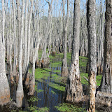Lake Charles Bayou