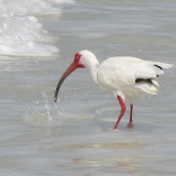 Beak me