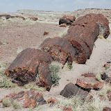 Painted Desert  Petrified Forest