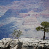 The lone trees