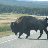 Bison crossing the road