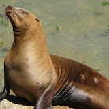 Just sunning