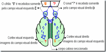 brain5 brain5