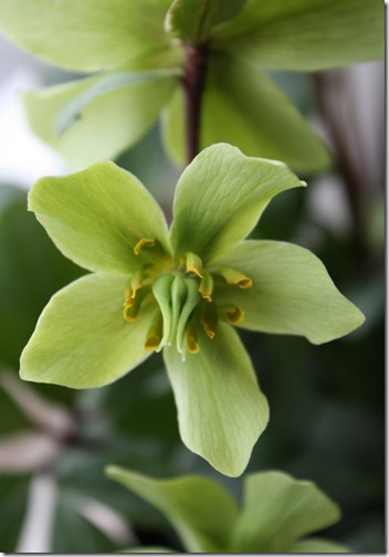 helleborus niger - julerose lysegrønn