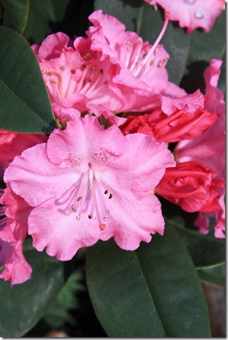 nydelig rosa rhododendron