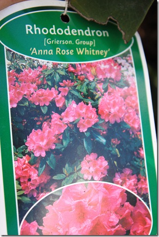  Anna Rose Whitney